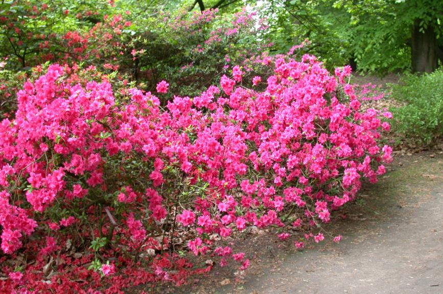 Rhododendron 'lily Marleen' 