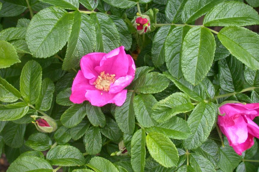 Rosa rugosa - Rimpelroos