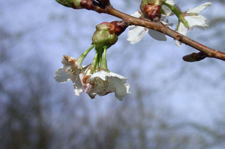 Prunus serrulata cv. - Japanse sierkers