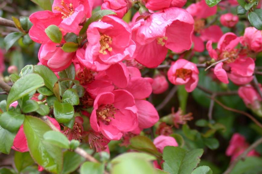 Chaenomeles ×superba 'Pink Lady' - Sierkwee