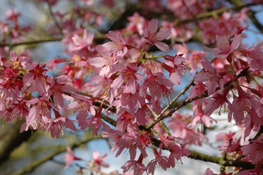 Prunus 'Okame' - Fuji-kers