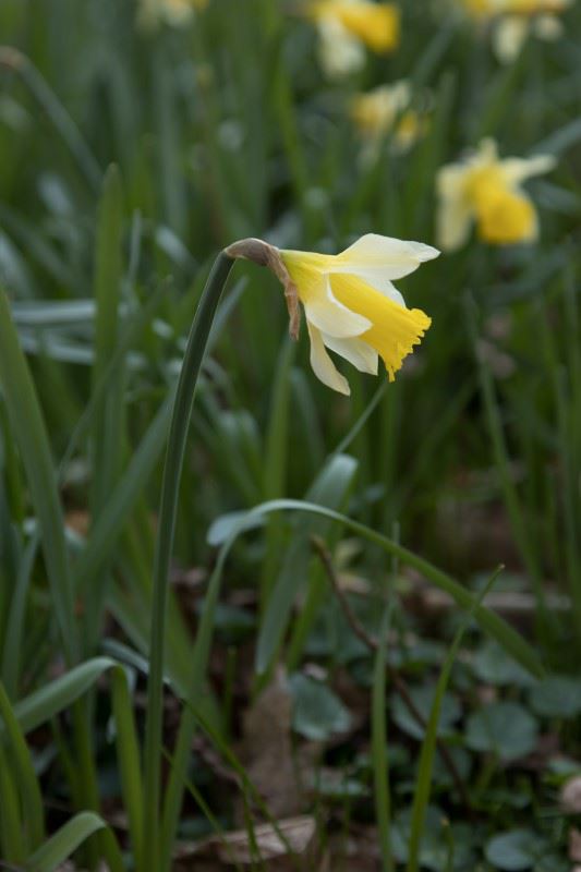 Narcissus hispanicus - Narcis
