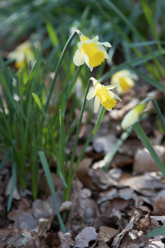 Narcissus minor - Narcis