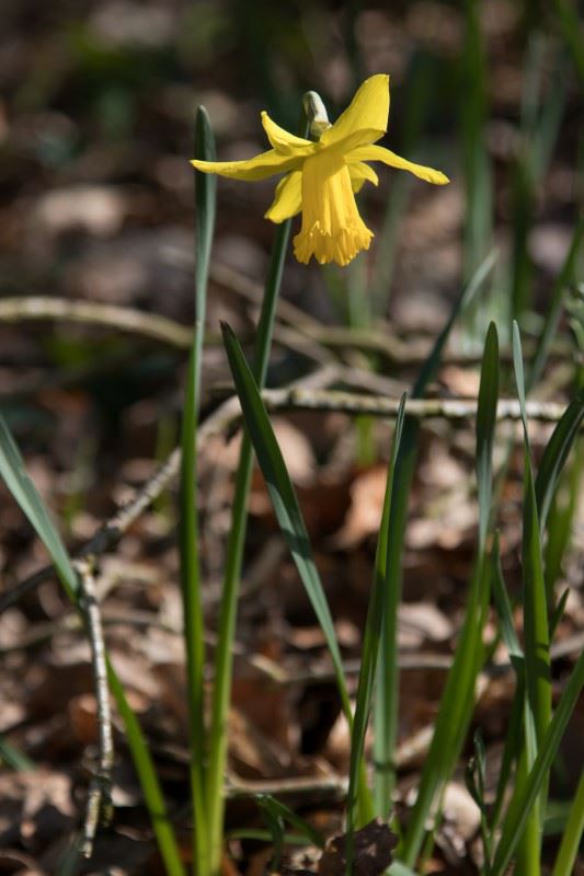 Narcissus (Cyclamineus Group) 'Peeping Tom' - Narcis