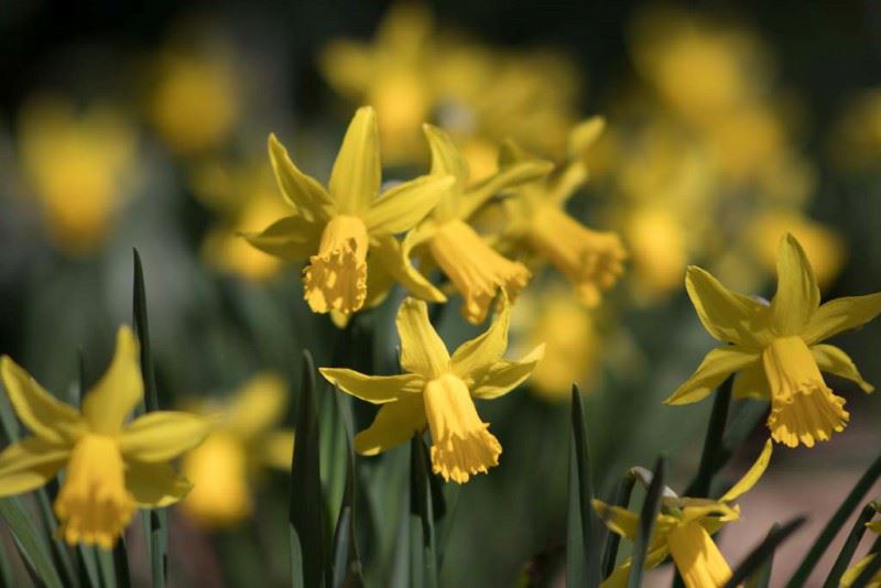 Narcissus (Cyclamineus Group) 'February Gold' - Narcis