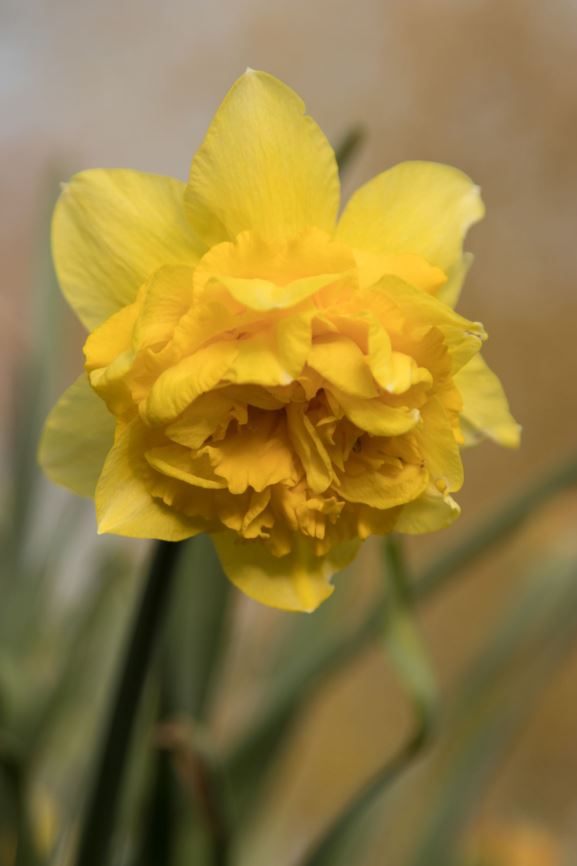 Narcissus (Double Group) 'Dick Wilden' - Narcis