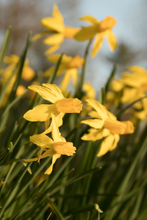 Narcissus (Cyclamineus Group) 'Little Witch' - Narcis