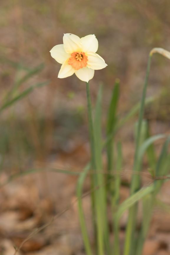 Narcissus (Small-cupped Group) 'Barrett Browning' - Narcis