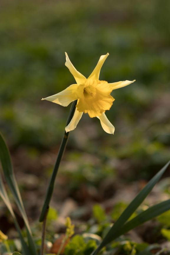 Narcissus (Trumpet Group) 'Princeps' - Narcis