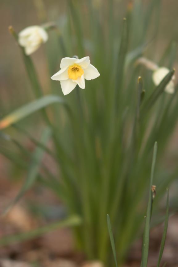 Narcissus (Small-cupped Group) 'Verger' - Narcis
