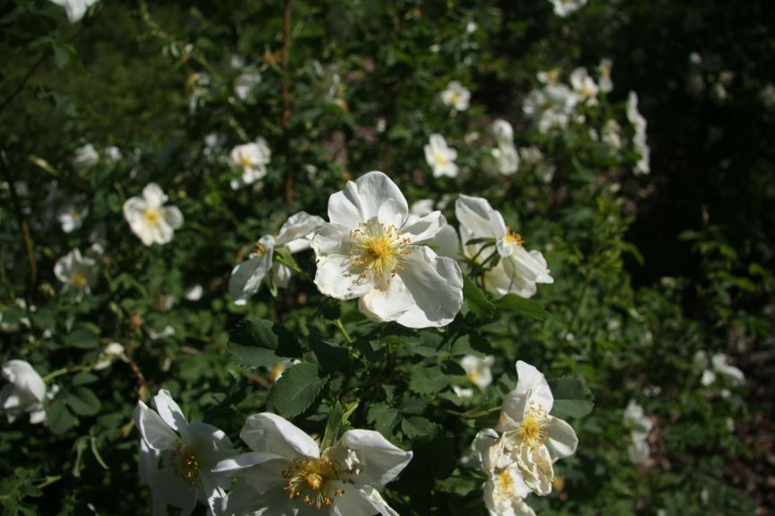 Rosa spinosissima × foetida Foetida Group - Roos
