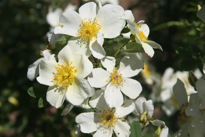 Rosa spinosissima var. altaica - Roos