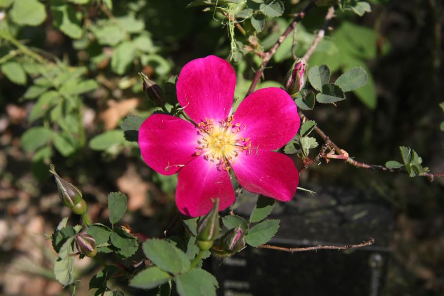 Rosa (Doorenbos collectie / Spinosissima Group) paars - Roos