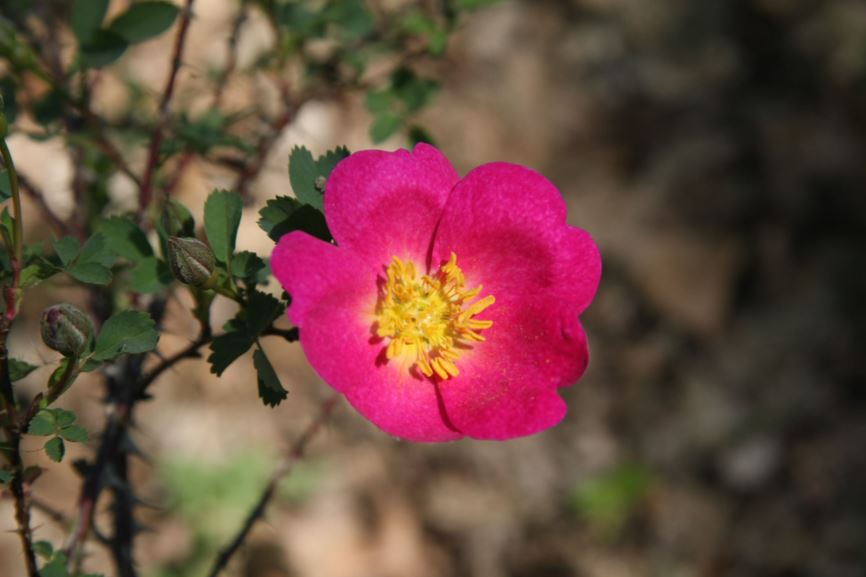 Rosa (Doorenbos collectie / Spinosissima Group) rose - Roos