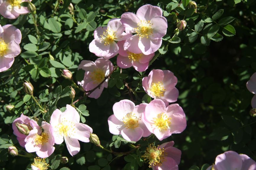 Rosa (Spinosissima Group) 'Rhoscolyn Dwarf' - Roos
