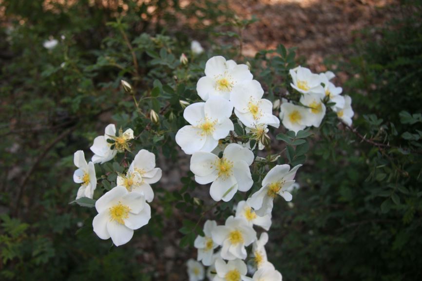 Rosa (Doorenbos collectie / Spinosissima Group) kleine witte - Roos
