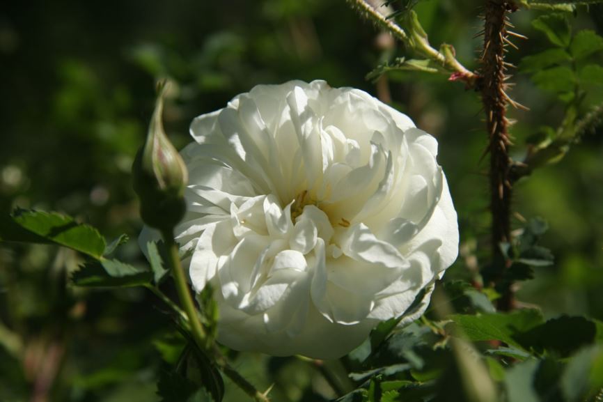 Rosa (Doorenbos Collectie / Spinosissima Group) 'Kakwa' - Roos