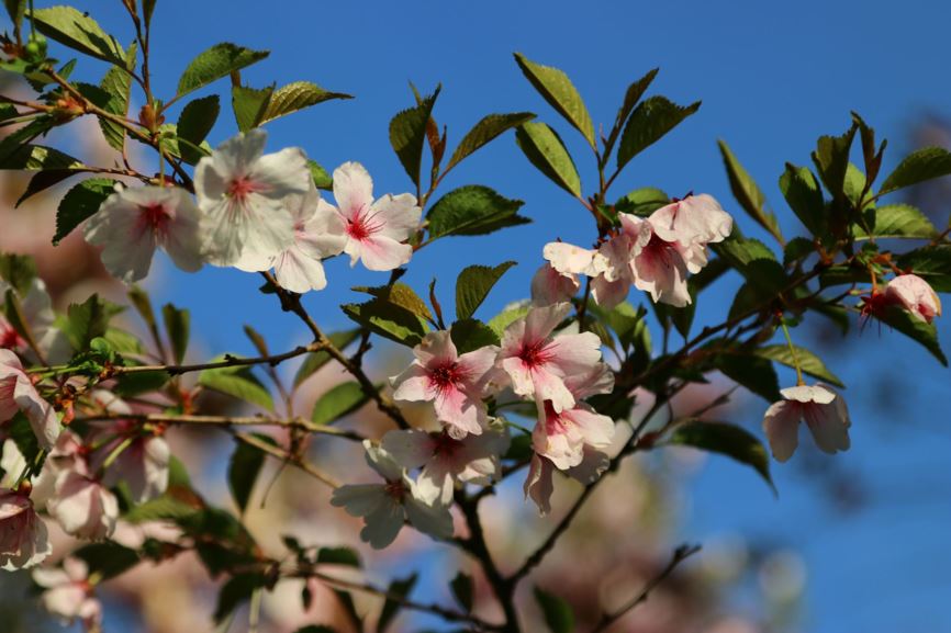 Prunus 'The Bride' - Fuji-kers