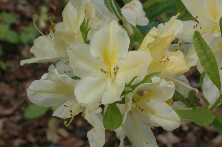Rhododendron (Mollis Azalea Group) 'Chevalier A. de Réali' - Azalea