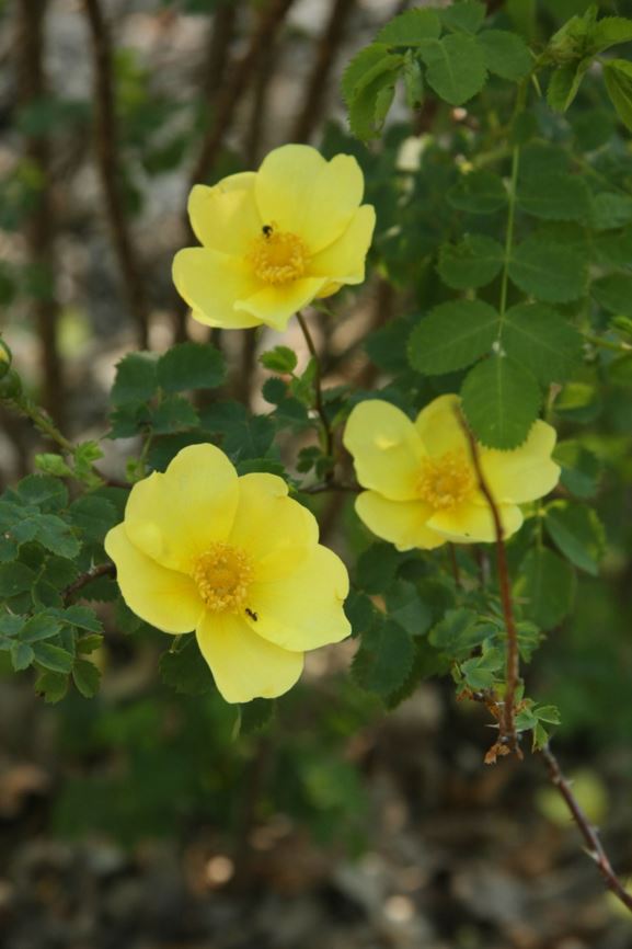 Rosa ×harisonii (Foetida Group) 'Vorbergii' - Roos