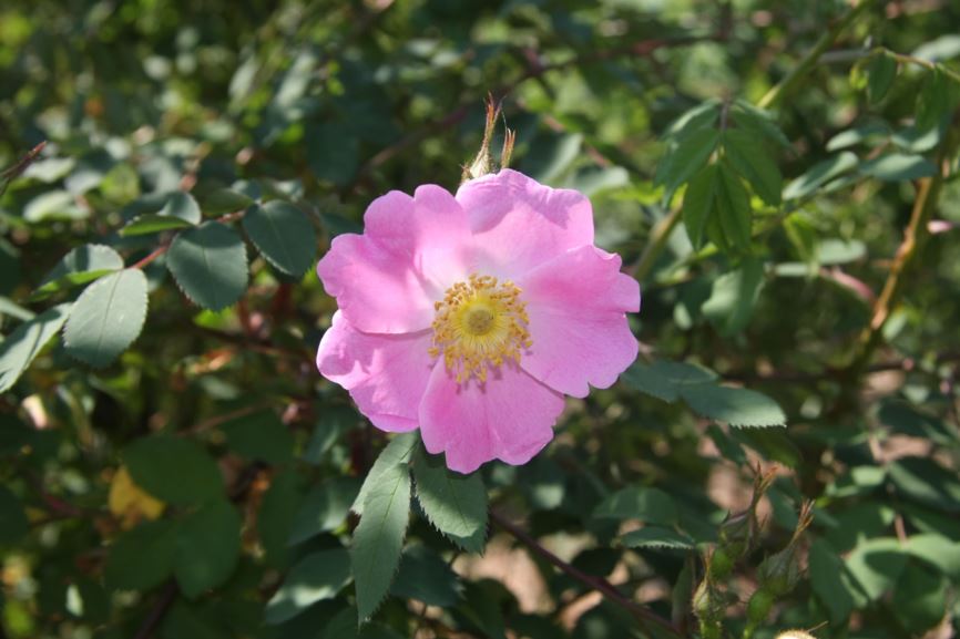 Rosa ×hibernica - Roos