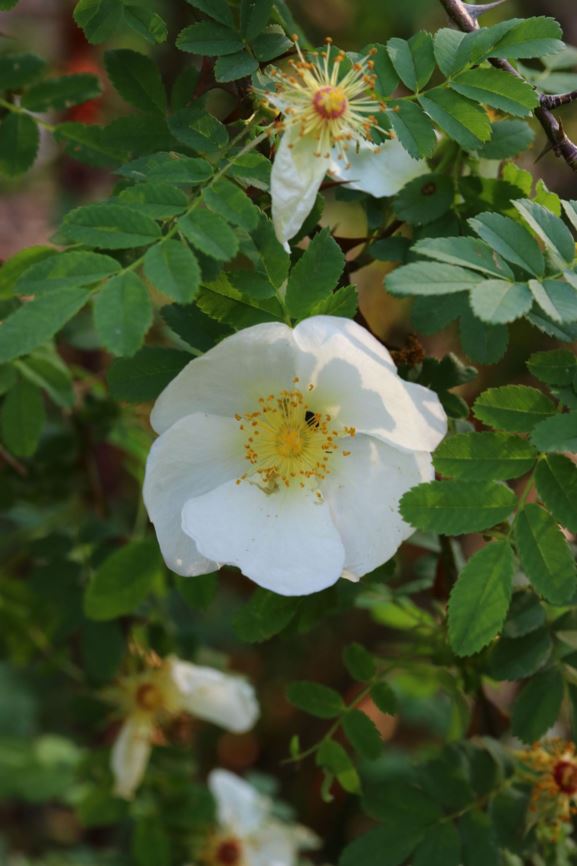 Rosa sericea var. omeiensis - Roos