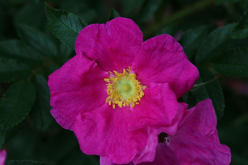 Rosa ×rugotida (Rugosa Group) 'Wageningen' - Roos