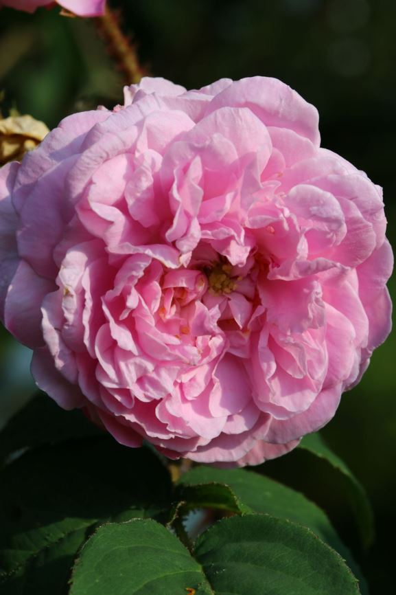 Rosa (Moss Group) 'Mme Legrand' - Mosroos