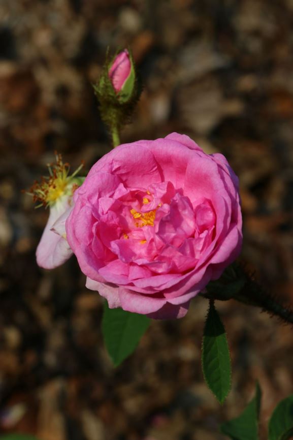 Rosa (Moss Group) 'René d'Anjou' - Mosroos