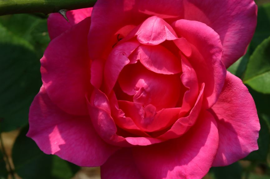 Rosa (Large-Flowered Climber Group) 'Pink Cloud' - Roos