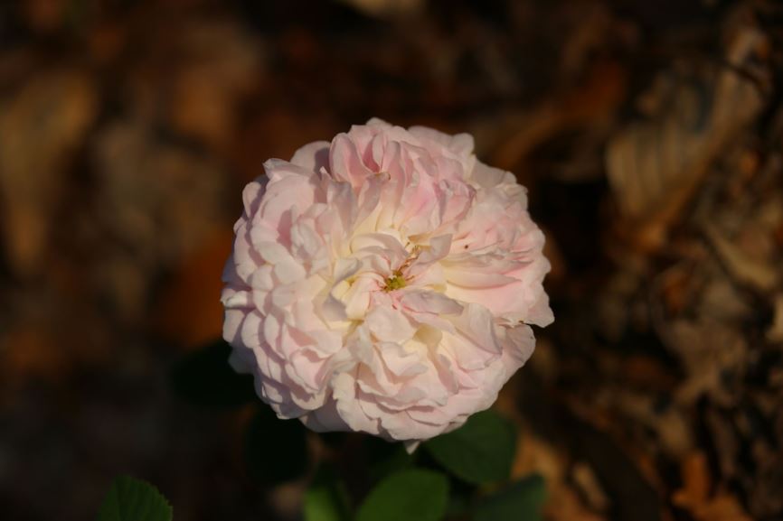 Rosa (Gallica Group) 'Belle Isis' - Roos