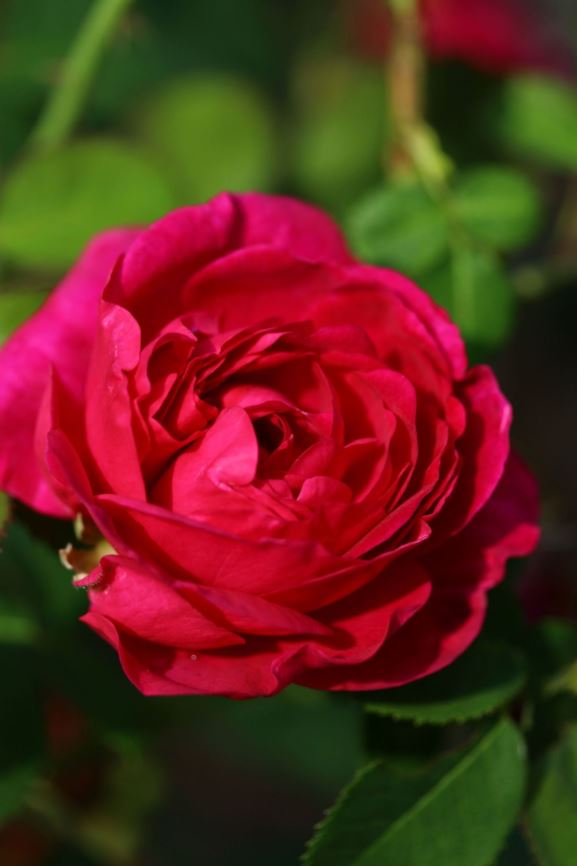 Rosa (Gallica Group) 'Officinalis' × R. 'Étoile d'Hollande' - Roos