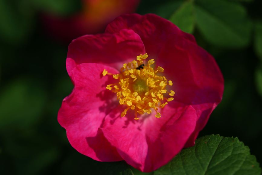 Rosa gallica - Franse roos