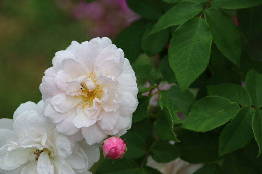 Rosa ×noisettiana Noisette Group - Roos | Belmonte Arboretum