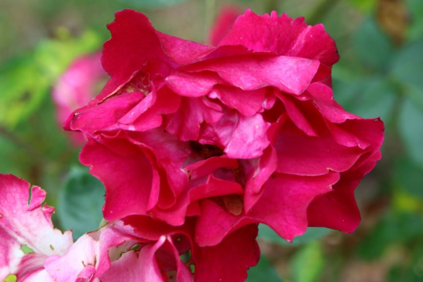Rosa (Large-Flowered Climber Group) 'Souvenir de Claudius Denoyel' - Roos