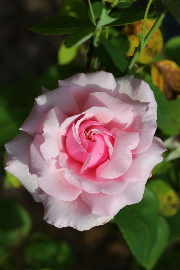 Rosa (Large-Flowered Shrub Group) 'La France' - Roos
