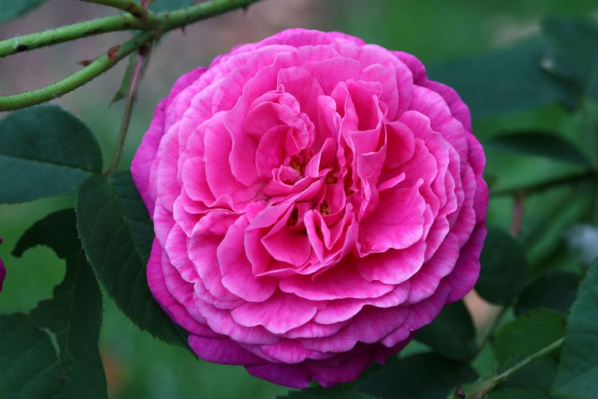 Rosa (Centifolia Group) 'Reine des Centfeuilles' - Roos
