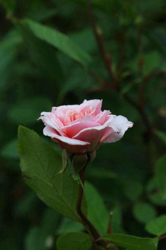 Rosa (Polyantha Group) 'Bloomfield Abundance' - Roos