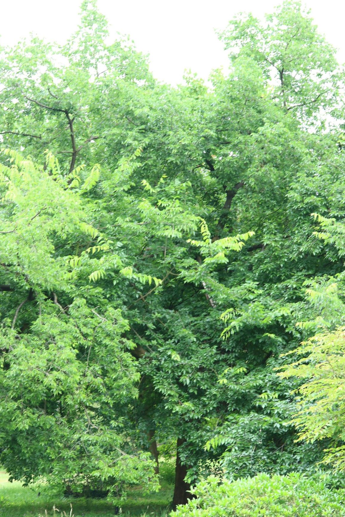 Celtis occidentalis - Westerse netelboom | Belmonte Arboretum ...