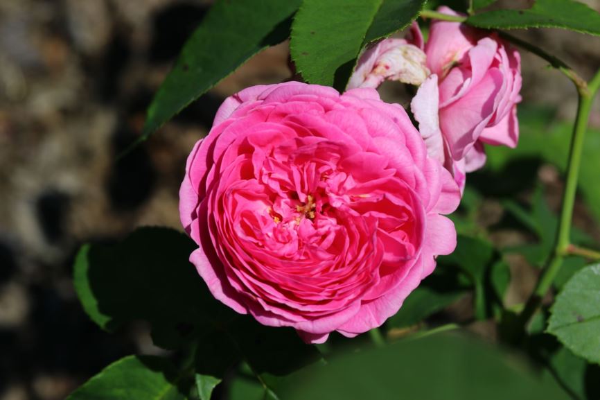 Rosa (Bourbon Group) 'Louise Odier' - Roos