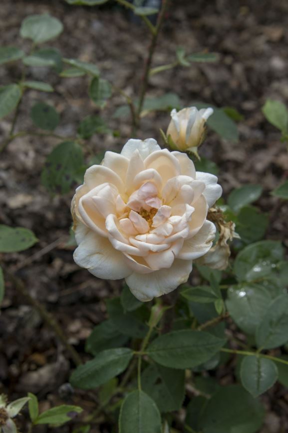 Rosa (Moss Group) 'Lady Moss' - Mosroos