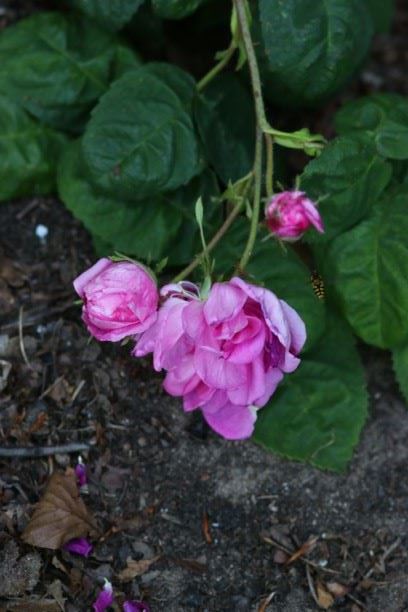 Rosa (Centifolia Group) 'Bullata' - Slabladige roos, the Rose with lettuce leaves
