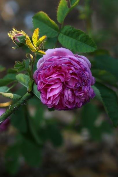 Rosa (Centifolia Group) 'Major' - Roos