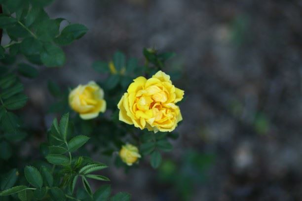 Rosa (Foetida Group) 'Persiana' - Perzische gele roos