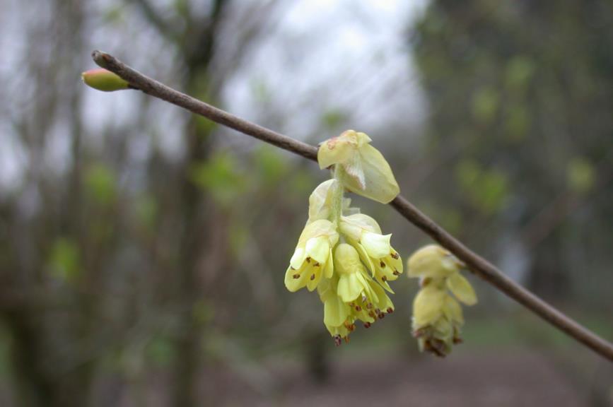 Corylopsis sinensis (var. sinensis Group) 'Spring Purple' - Chinese schijnhazelaar
