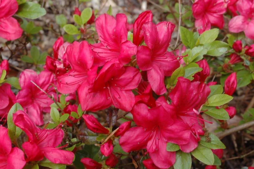Rhododendron (Evergreen Azalea Group) 'Mother's Day' - Japanse azalea