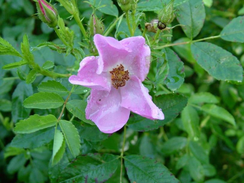 Rosa palustris - Moerasroos, Swamp Rose