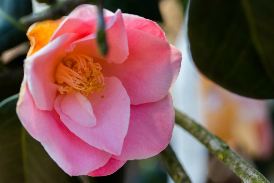 Camellia japonica 'Berenice Boddy' - Japanse roos