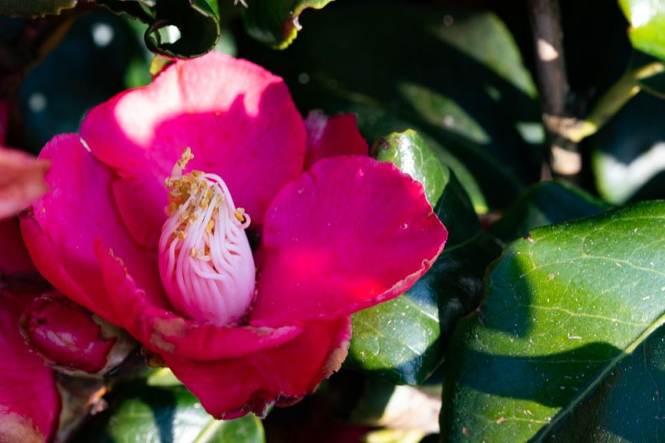 Camellia japonica 'Gloire de Nantes' - Japanse roos