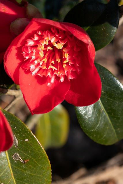 Camellia japonica 'Kimberley' - Japanse roos